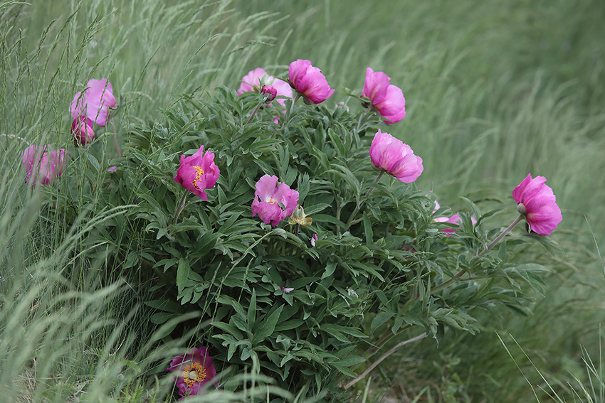 Paeonia officinalis subsp. hutii / Peonia di Huth